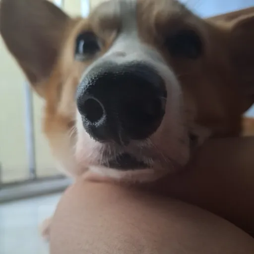 creator Biscuit 🍪🍩's avatar