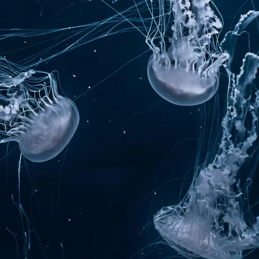 creator Ella Rose 1234855's avatar