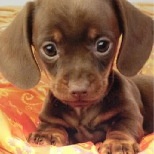 creator Noah hmhmhmhmhmhmh's avatar