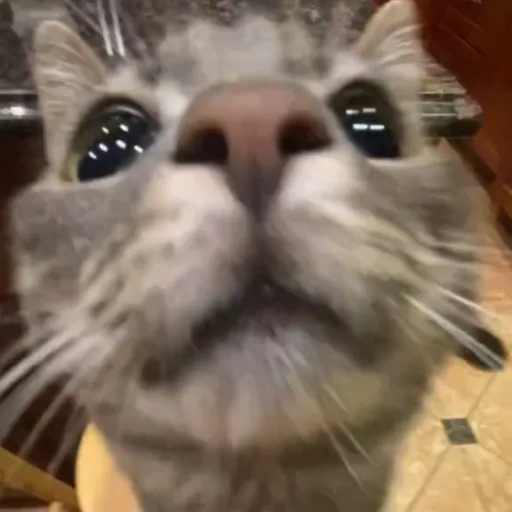 creator Hi! pumkins🎃✨'s avatar