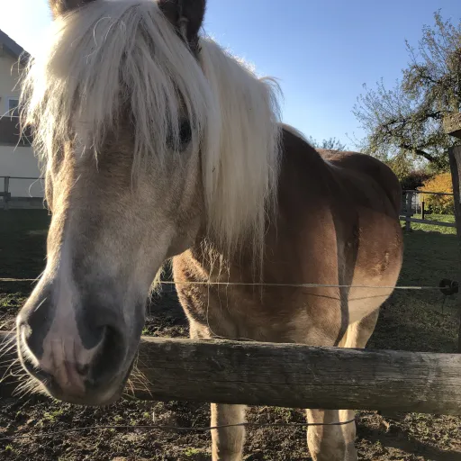 creator ✨Sassyqueen✨'s avatar