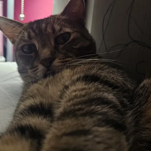 talkie's author avatar