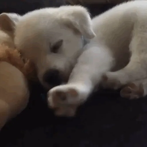 creator charliee !!'s avatar