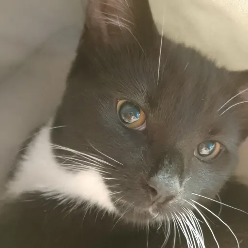 creator Emily Irons's avatar