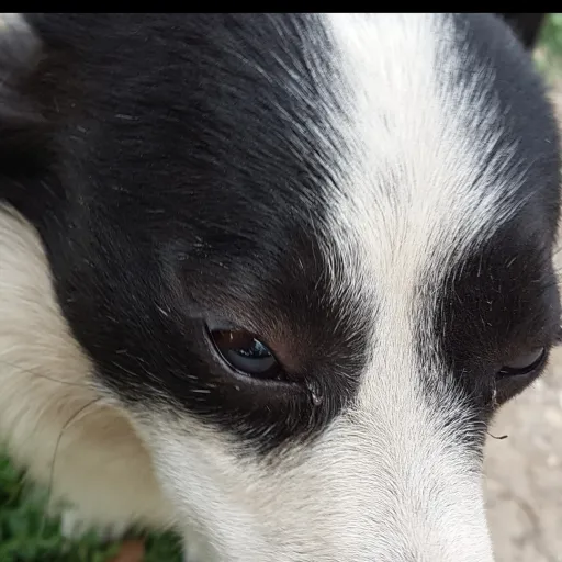 creator Asian dog's avatar