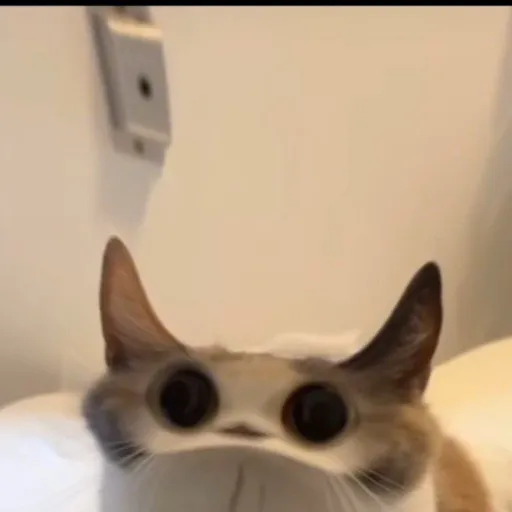 creator Neko1.2's avatar