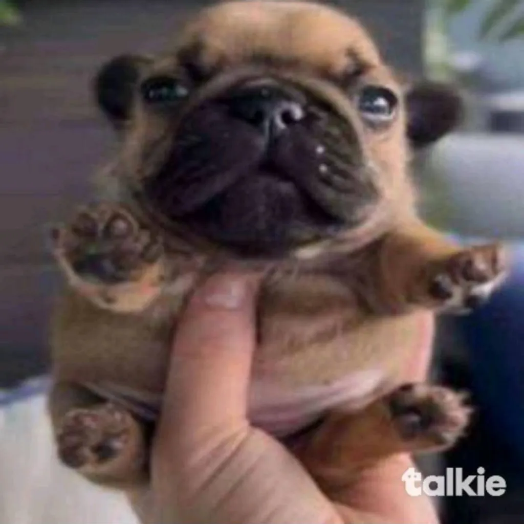 chat with ai character: Aspimurloc