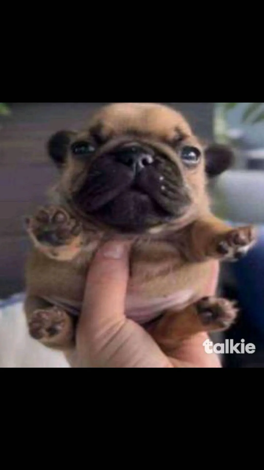 ai character: Aspimurloc background