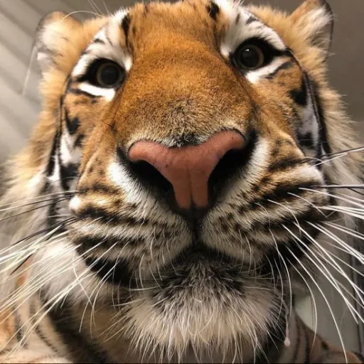 creator TopTalkieZ's avatar