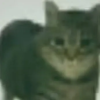 chat with ai character: oiia oiia cat