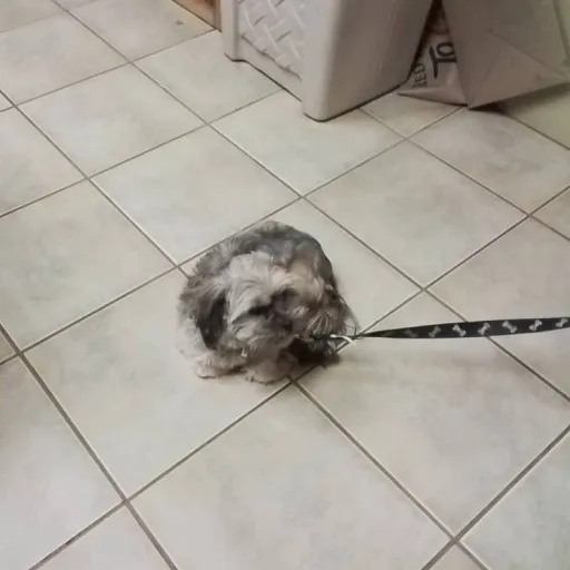 creator 💖Molly the Bolly💖's avatar