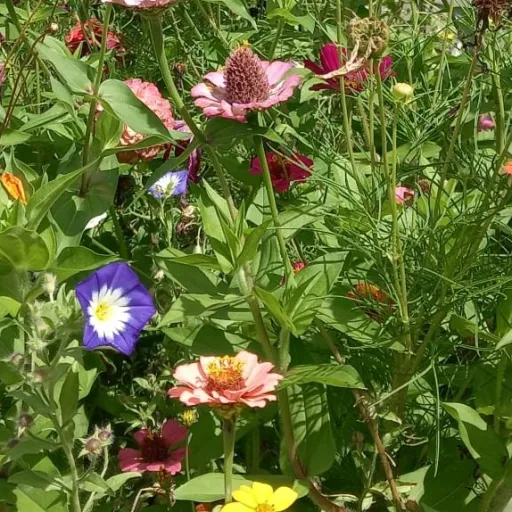 creator Talkior-zbMPFboV's avatar