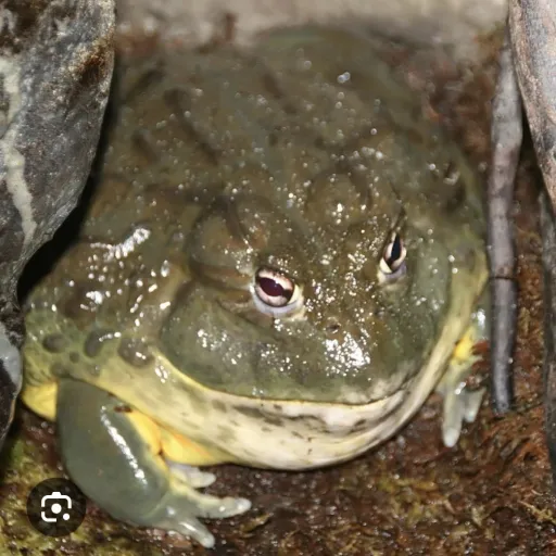 creator Frig's avatar