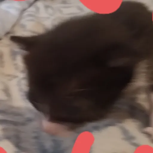 creator Talkior-fi1K6vKN's avatar