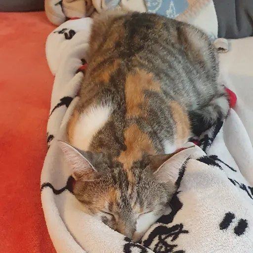 creator Sidra2303's avatar