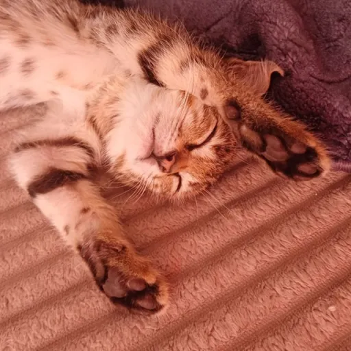 creator nonimpo's avatar