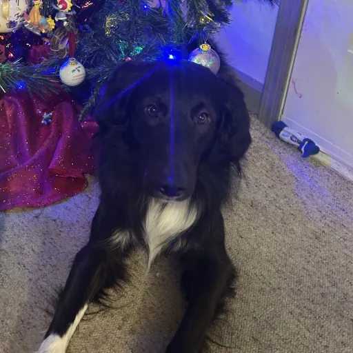 creator Iris bliss's avatar