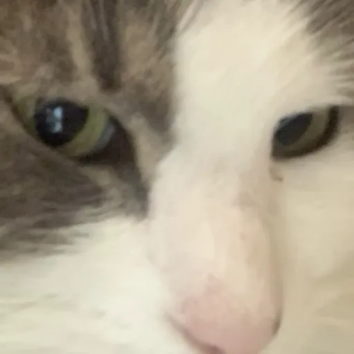 creator Lilly Tara22's avatar