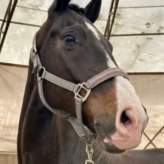 chat with ai character: Zeus