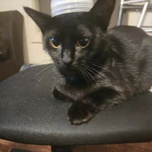 creator Jacksontylercarr's avatar