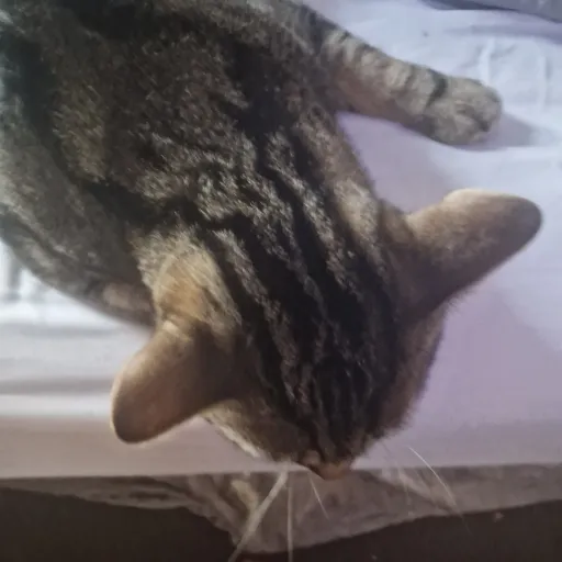 creator luckstur's avatar