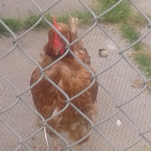 creator neon m's avatar