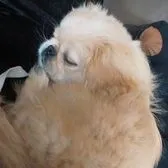 creator K-pop girly. stayy's avatar