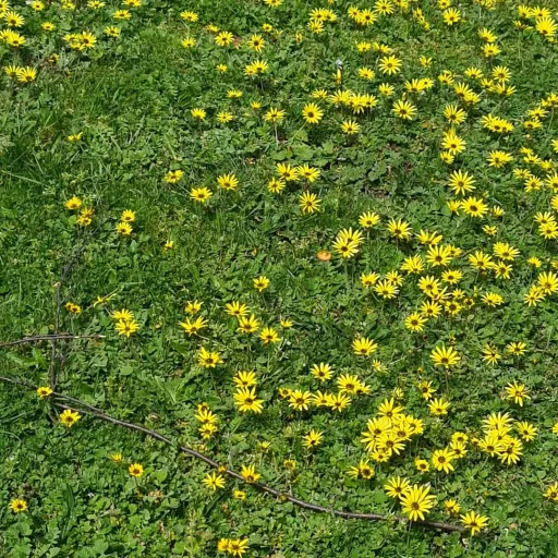 creator Kate Harrington's avatar