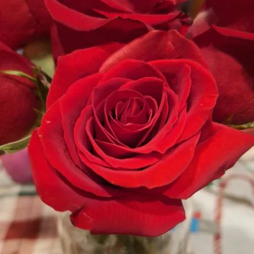 creator Meh_88's avatar