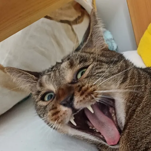 creator tom the builder's avatar