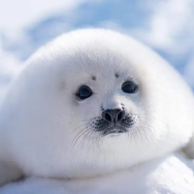 chat with ai character: Snowball