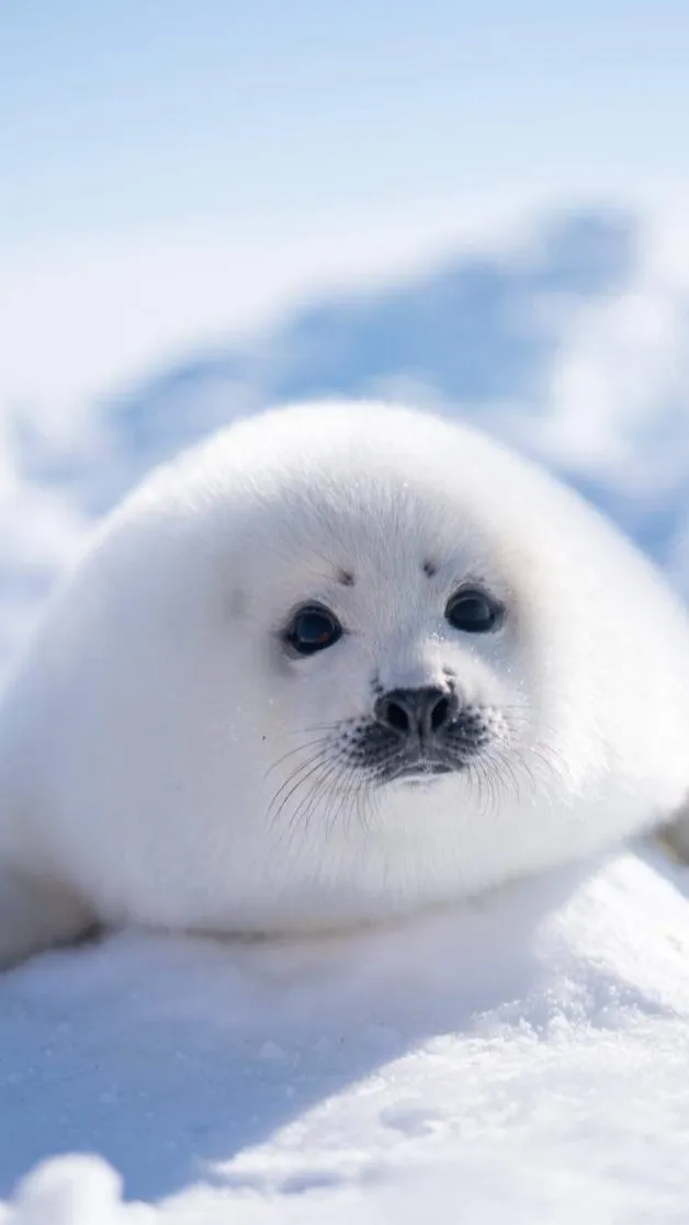 ai character: Snowball background