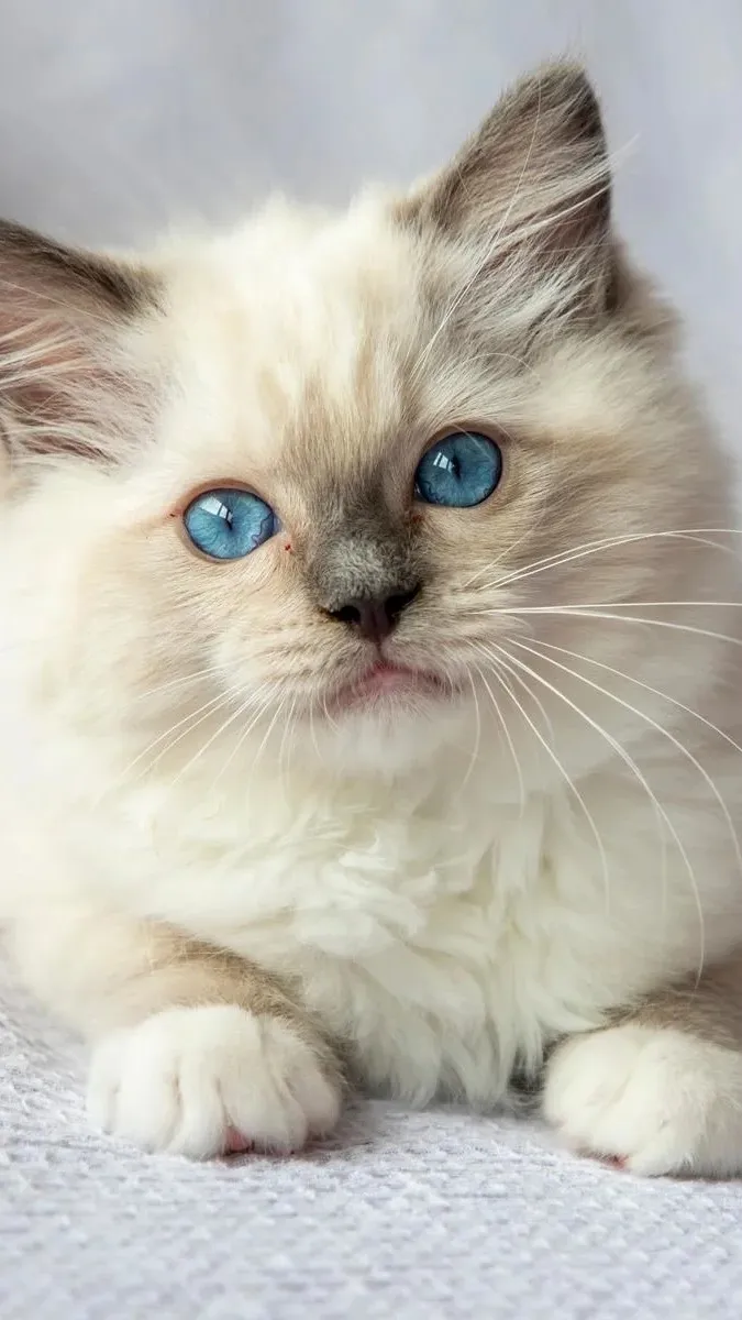 ai character: Miisu background