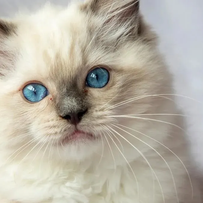 chat with ai character: Miisu