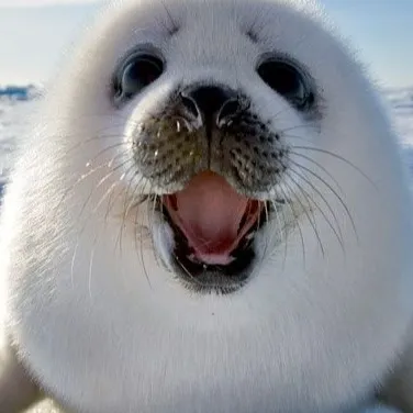 chat with ai character: Snowflake