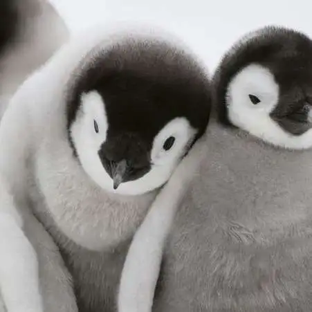 chat with ai character: Frosty