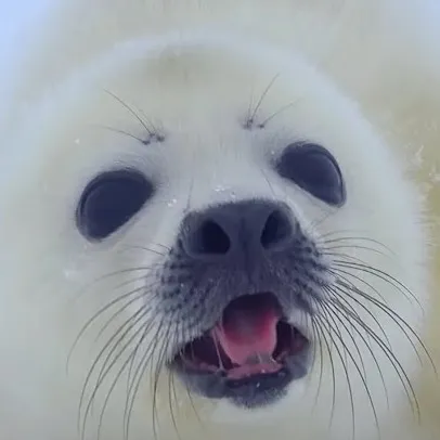 chat with ai character: Snowfall