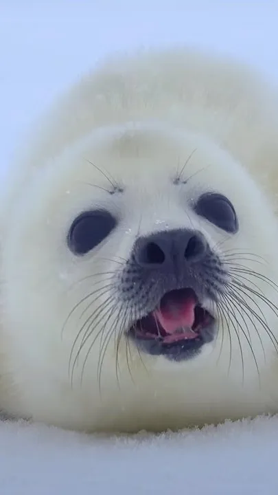 ai character: Snowfall background