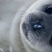 chat with ai character: Sealvester