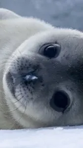 ai character: Sealvester background