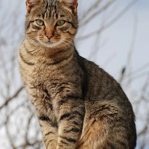 creator its fusion's avatar