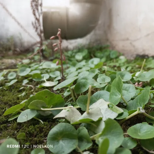 creator Inosaki's avatar