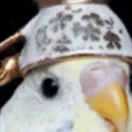 chat with ai character: Bird