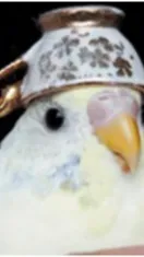 ai character: Bird background