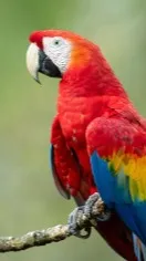 ai character: Polly  background