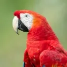 chat with ai character: Polly 