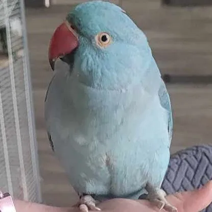 talkie's author avatar