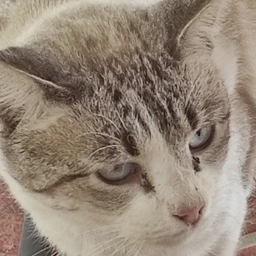 creator ~Lake~'s avatar