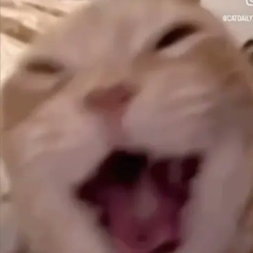 creator MrSumbulbro's avatar