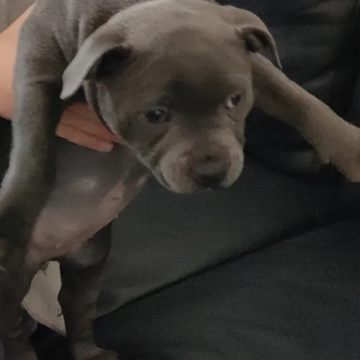 creator Elina deny paker's avatar